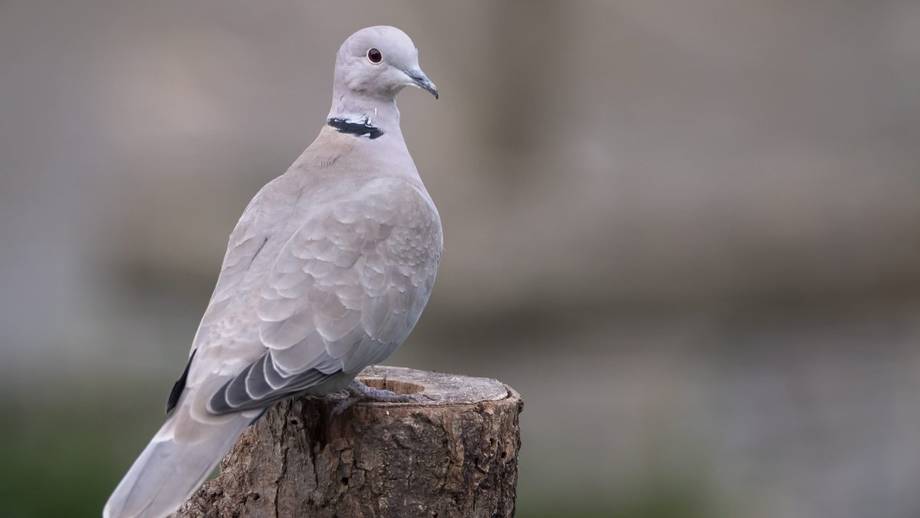 Tourterelle Tourterelle